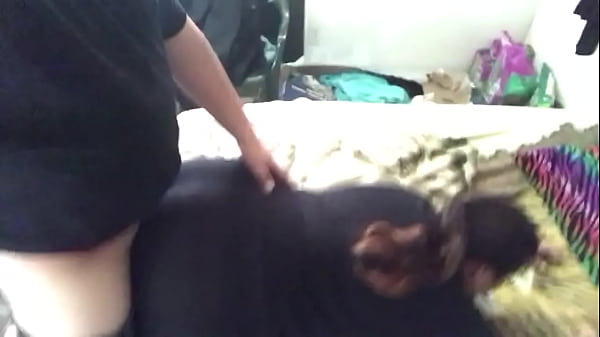 Gfs ass