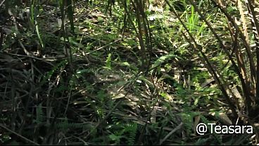 African outdoor bush fuck orgasm